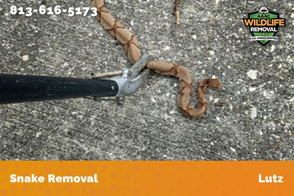 Snake Removal Lutz