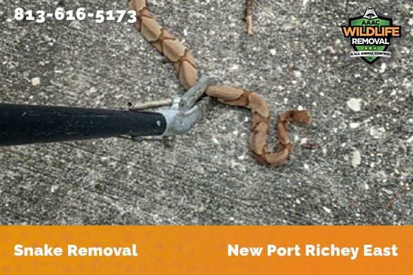 Snake Removal New Port Richey