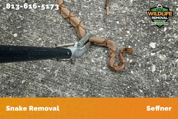 Snake Removal Seffner