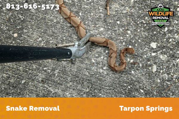 Snake Removal Tarpon Springs
