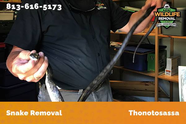 Snake Removal Thonotosassa