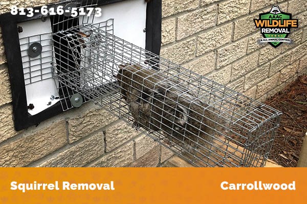 Squirrel Removal Carrollwood