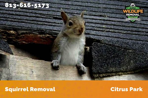 Squirrel Removal Citrus Park