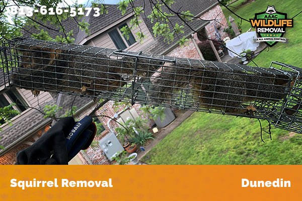 Squirrel Removal Dunedin