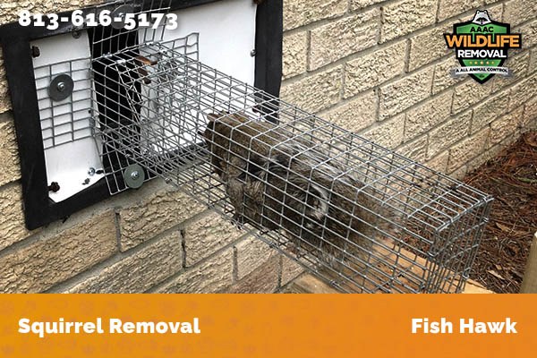 Squirrel Removal Fish Hawk