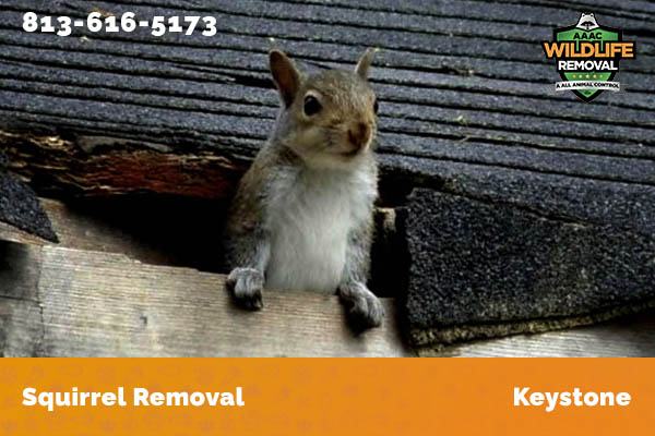 Squirrel Removal Keystone