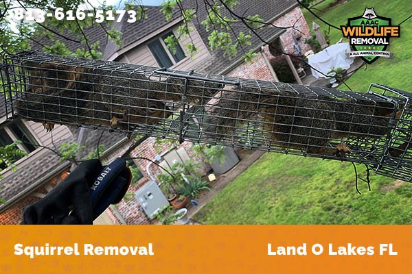 Squirrel Removal Land O Lakes
