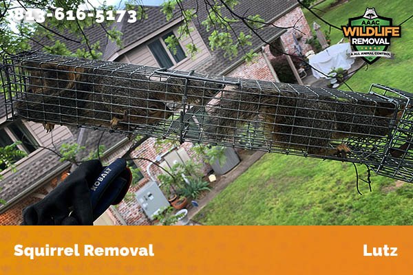 Squirrel Removal Lutz