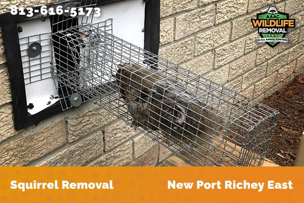 Squirrel Removal New Port Richey East