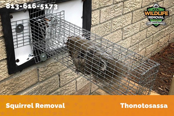 Squirrel Removal Thonotosassa