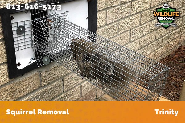 Squirrel Removal Trinity
