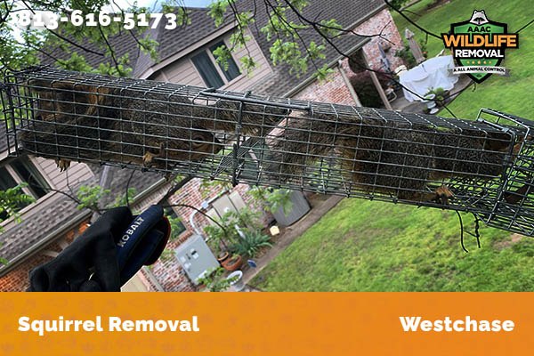 Squirrel Removal Westchase