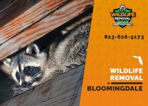 Bloomingdale Wildlife Removal professional removing pest animal