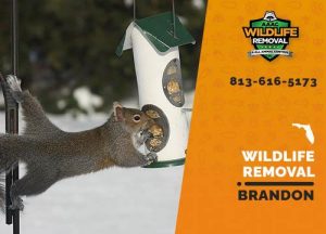 Brandon Wildlife Removal professional removing pest animal