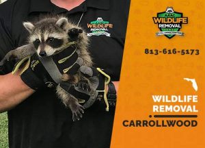 Carrollwood Wildlife Removal professional removing pest animal