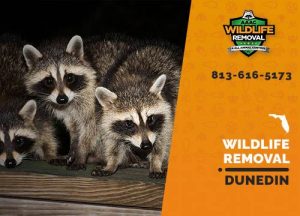 Dunedin Wildlife Removal professional removing pest animal