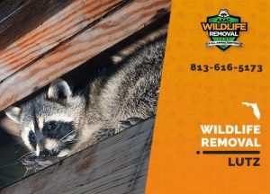 Lutz Wildlife Removal professional removing pest animal