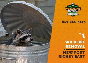 New Port Richey East Wildlife Removal professional removing pest animal