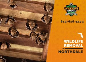 Northdale Wildlife Removal professional removing pest animal