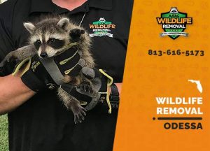 Odessa Wildlife Removal professional removing pest animal