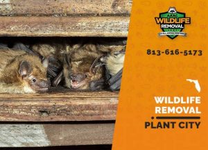 Plant City Wildlife Removal professional removing pest animal