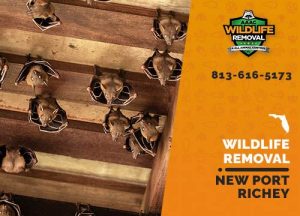 Port Richey Wildlife Removal professional removing pest animal
