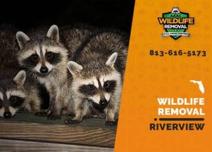 Riverview Wildlife Removal professional removing pest animal