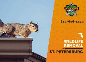 St. Petersburg Wildlife Removal professional removing pest animal