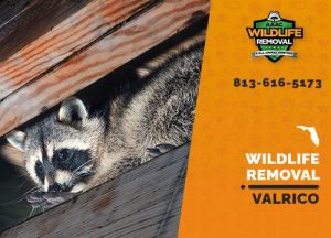 Valrico Wildlife Removal professional removing pest animal